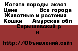 Котята породы экзот › Цена ­ 7 000 - Все города Животные и растения » Кошки   . Амурская обл.,Серышевский р-н